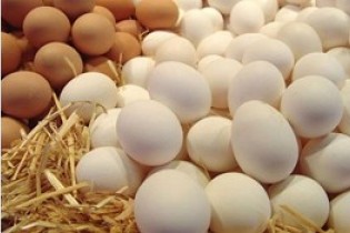 صادرات ۶ هزارتن تخم مرغ طی ۱.۵ ماه
