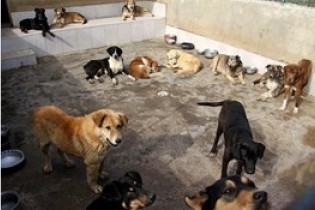 شهرداری شایعه سگ کشی در شهر کهریزک را تکذیب کرد