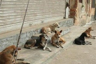 مدیریت پسماند؛ مهمترین راهکار کنترل جمعیت سگ‌های ولگرد