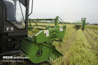 کشور در تولید برنج خودکفاست / طی شش ماه ۹۶۰هزارتن برنج وارد کردند