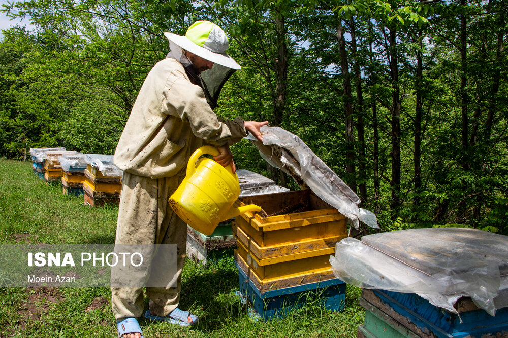 زنبوردار از شکر برای تامین انرژی مورد نیاز زنبورها استفاده می‌کند و انرژی مورد نیاز زنبور برای پرواز در منطقه و پیدا کردن گلهای جدید را فراهم میکند