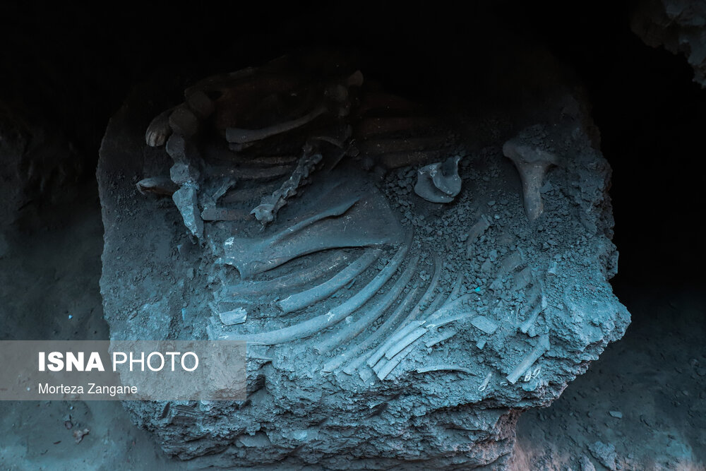 کشف اسکلت اسب متعلق به دوره اشکانی در تپه اشرف اصفهان