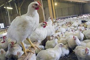شرط کاهش قیمت مرغ
