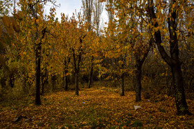 پاییز در دامنه کوه وتوس - روستای کهندان قم