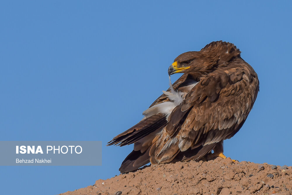 عقاب صحرایی؛ عقاب صحرایی در زمره پرندگان حفاظت شده است که باید برای حفاظت از مناطقی که در آن به سر می برد اقدامات جدی صورت پذیرد