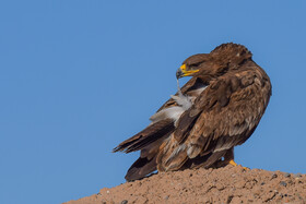 عقاب صحرایی؛ عقاب صحرایی در زمره پرندگان حفاظت شده است که باید برای حفاظت از مناطقی که در آن به سر می برد اقدامات جدی صورت پذیرد