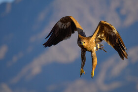 عقاب صحرایی یا عقاب دشتی یک پرنده شکاری محسوب می‌شود که به‌طور معمول در بخش‌هایی از آسیا زندگی می‌کند. محل زندگی این پرنده از دشت‌های مغولستان و جلگه‌های روسیه گرفته تا بخش‌های جنوبی آفریقا  را شامل می‌شود.