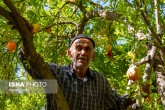 تصاویر / فصل چیدن یاقوت‌های سرخ در روستای «دورک اناری»