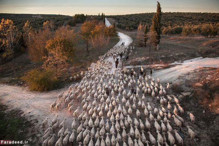 چرای گوسفندان در اسپانیا. عکاس: Susana Girón