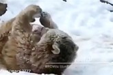 فیلم/ذوق زدگی توله خرسی در باغ وحش تهران از برف