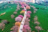 تصاویر/ بهار زیبا و دیدنی در چین