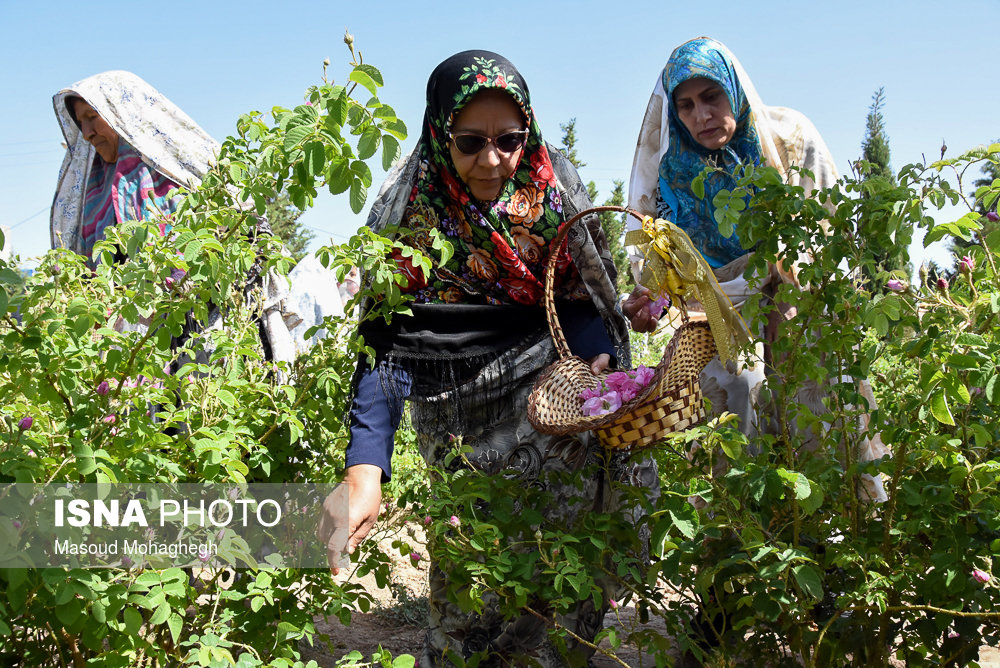 آیین گل غلتان نوزادان در امیریه دامغان