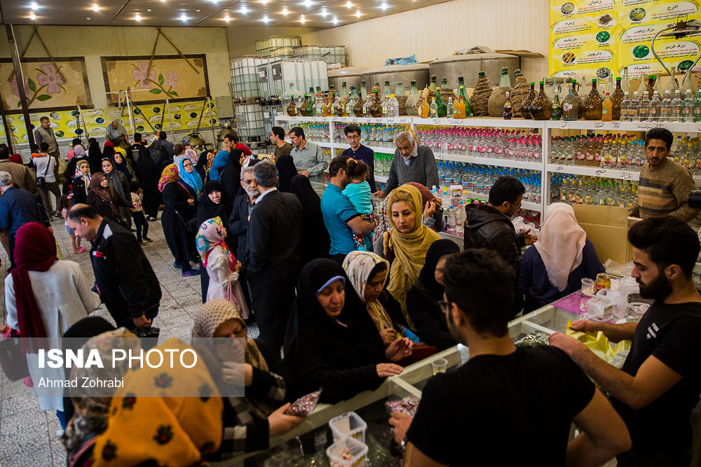 برداشت گل محمدی و گلاب گیری در قمصر کاشان