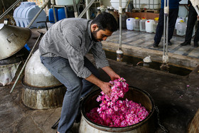 برداشت گل محمدی و گلاب گیری در قمصر کاشان