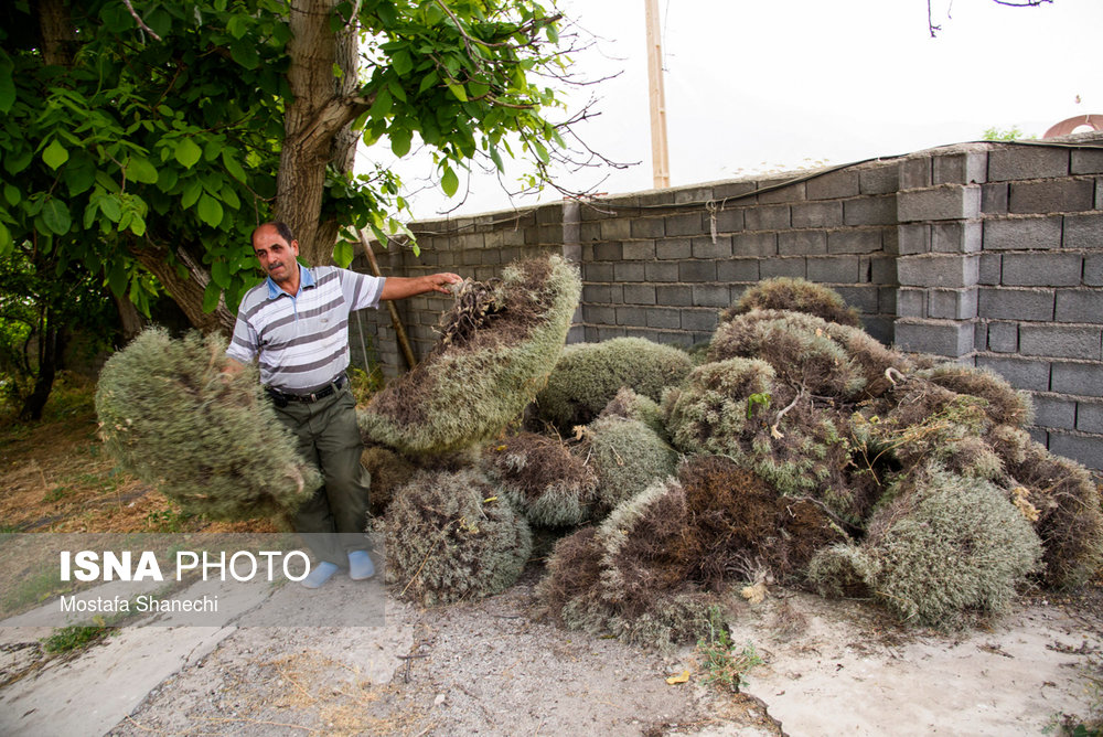 آيين سنتي نورگون در روستای نوا مازندران