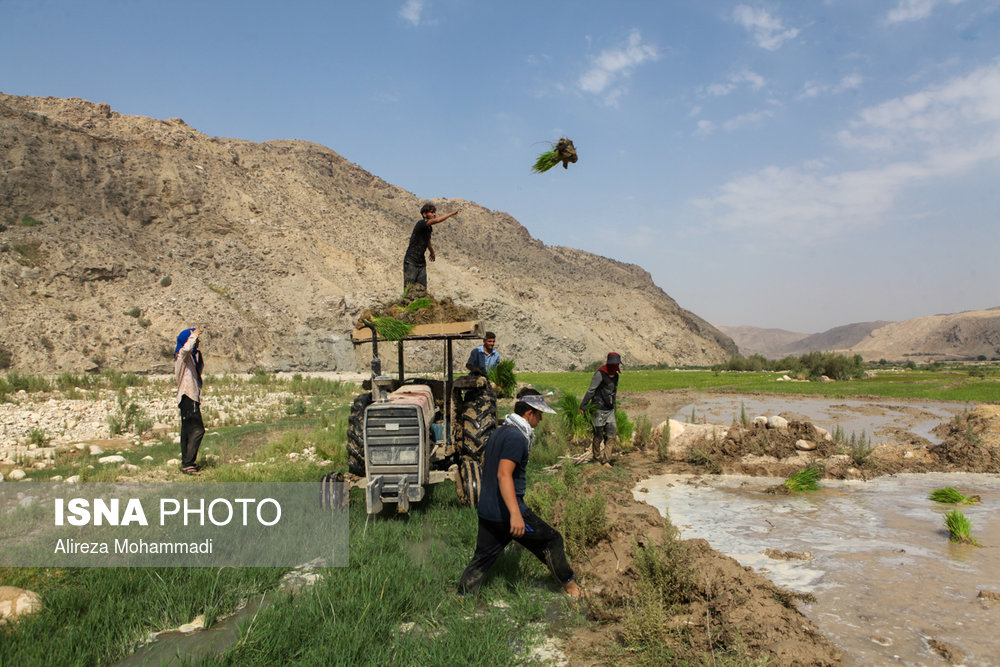 مهم‌ترین مناطق کشت برنج شهرستان باغملک بخش‌های صیدون و میداوود است که البته کشاورزان این مناطق در این سال‌ها با کمبود آب مواجه هستند و (با توجه به ممنوعیت کشت برنج در خوزستان) زندگی و معیشت شالی کاران در این منطقه به خطر افتاده است.