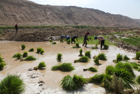 کشت برنج در باغملک - خوزستان