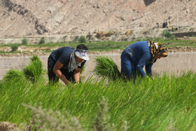 کشت برنج در باغملک - خوزستان