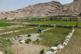 کشت برنج در باغملک - خوزستان