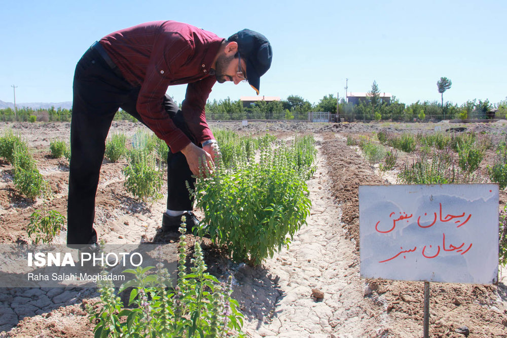 دهکده گیاهان دارویی جهاد دانشگاهی خراسان جنوبی