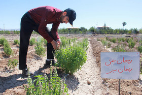 دهکده گیاهان دارویی جهاد دانشگاهی خراسان جنوبی