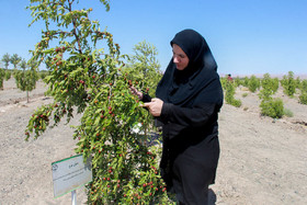 دهکده گیاهان دارویی جهاد دانشگاهی خراسان جنوبی