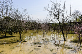 سیل در روستای پنبه چوله