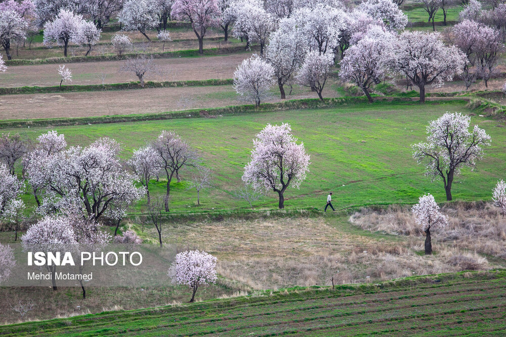 آخرین نفس‌های باغستان هزارساله قزوین در سراشیبی توسعه