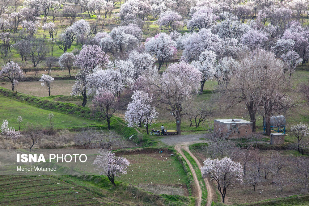 آخرین نفس‌های باغستان هزارساله قزوین در سراشیبی توسعه