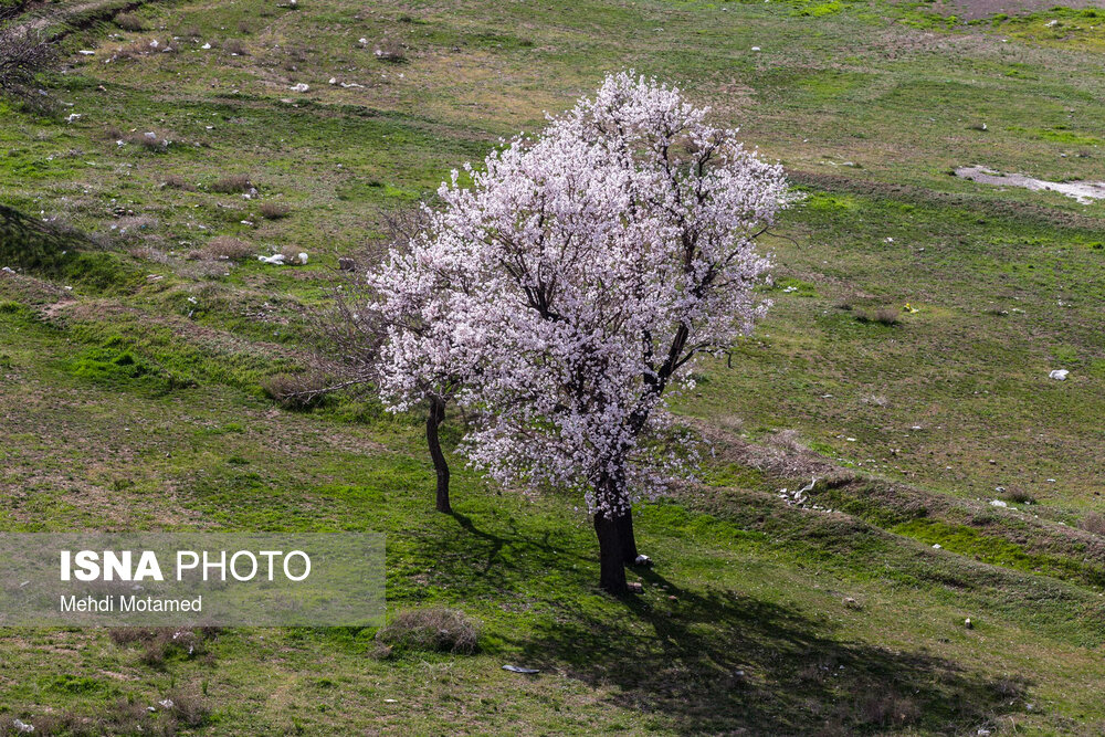 آخرین نفس‌های باغستان هزارساله قزوین در سراشیبی توسعه