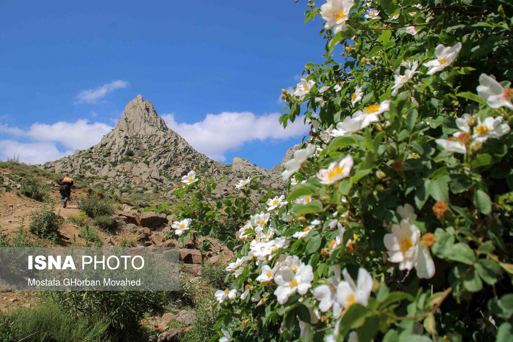 طبیعت ارتفاعات روستای مزرعه و قلعه شیور