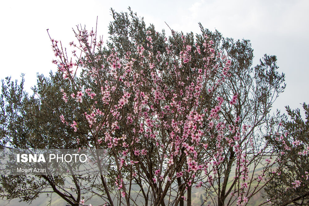 شکوفه های زمستانی - گیلان