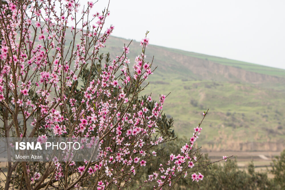 شکوفه های زمستانی - گیلان