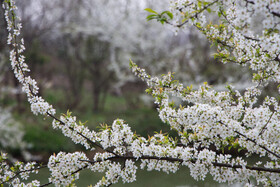 شکوفه های زمستانی - گیلان