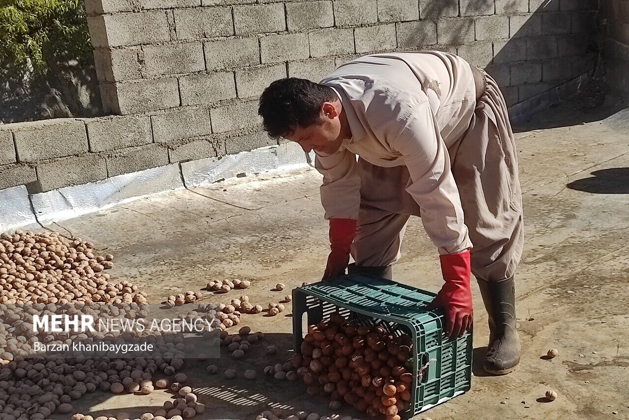 برداشت گردو از باغات بانه