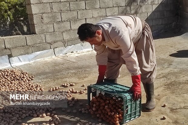 برداشت گردو از باغات بانه