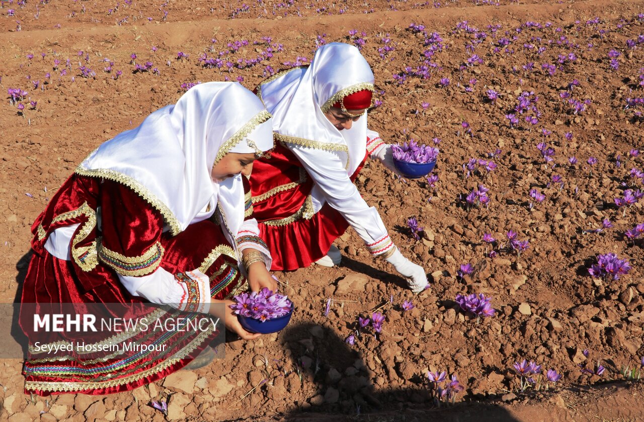 برداشت گل زعفران از مزارع تربت حیدریه