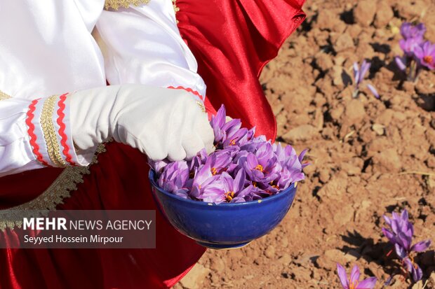 برداشت گل زعفران از مزارع تربت حیدریه