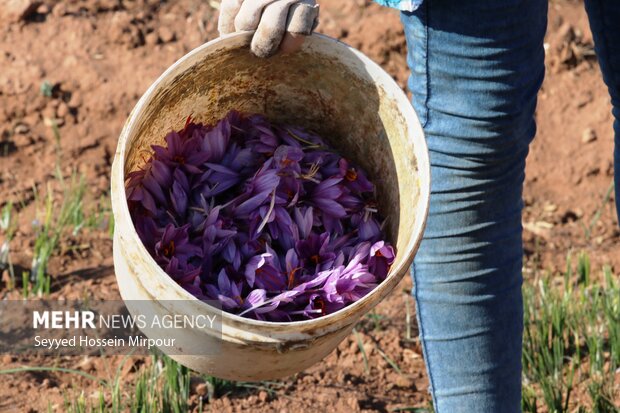 برداشت گل زعفران از مزارع تربت حیدریه