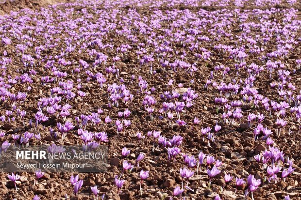 برداشت گل زعفران از مزارع تربت حیدریه