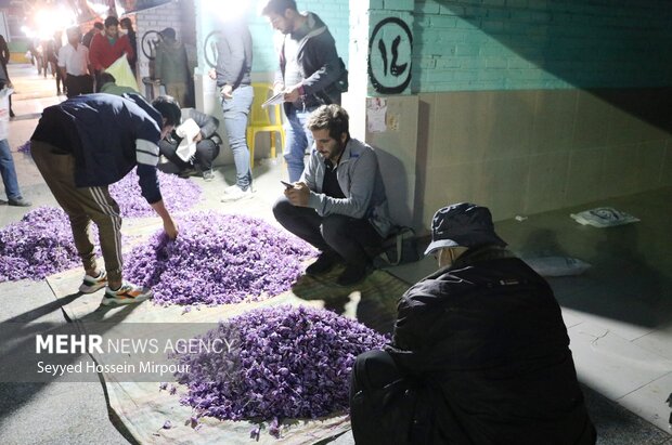 برداشت گل زعفران از مزارع تربت حیدریه