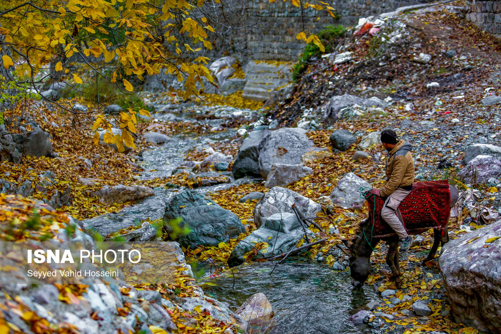 ایران زیباست؛ پاییز روستای «افجه»