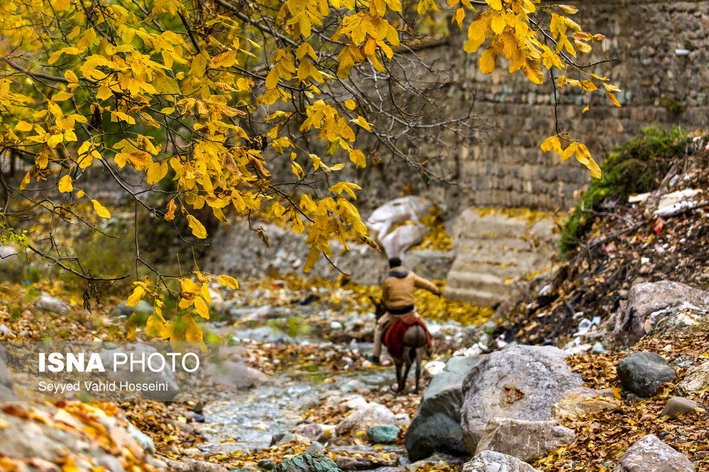 ایران زیباست؛ پاییز روستای «افجه»