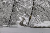 تصاویر / جنگل های برفی« بهمنان»