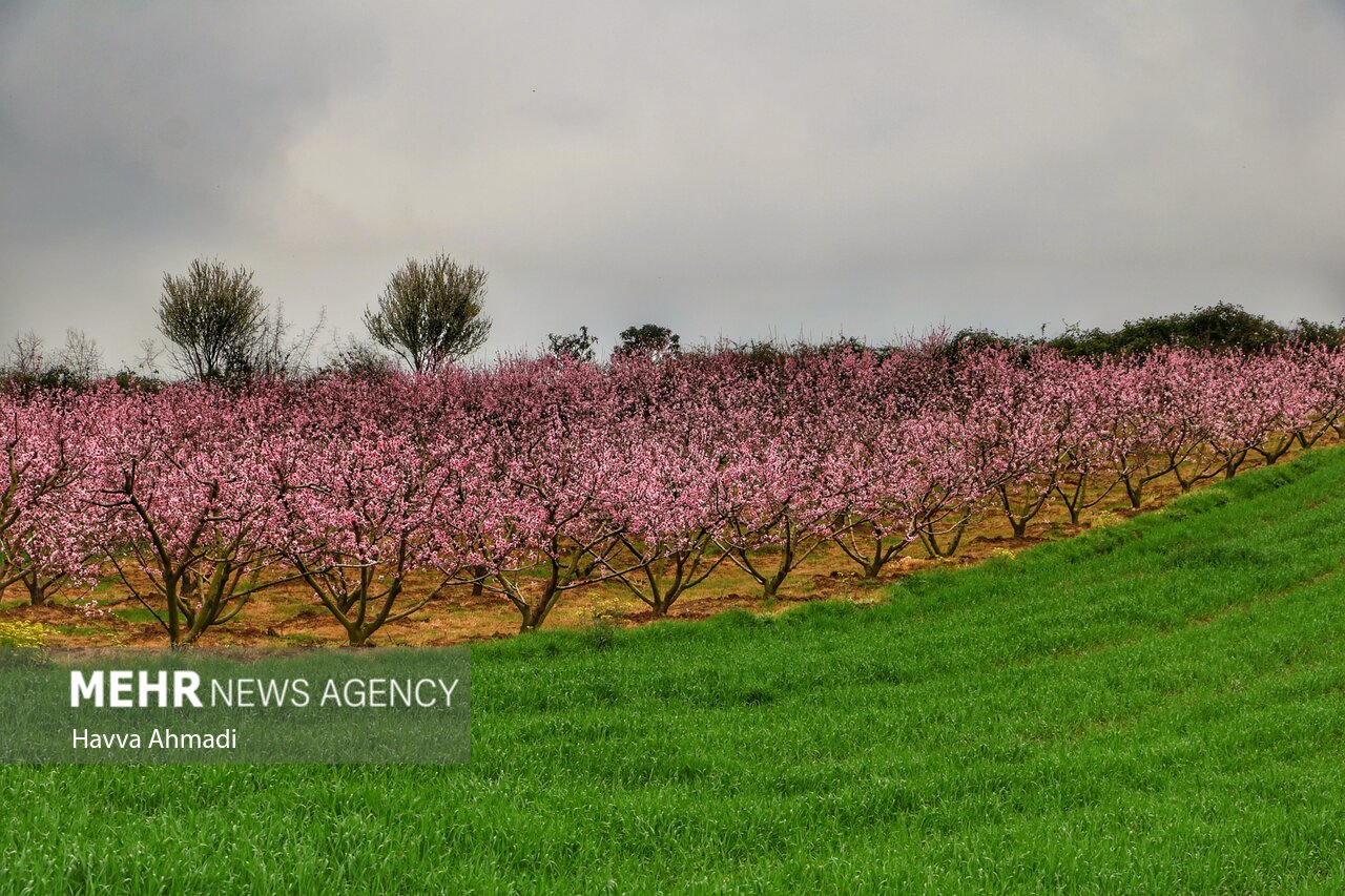 جلوه گری شکوفه های رنگارنگ مازندران