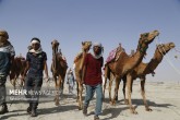 تصاویر / مسابقه شتر سواری در روستای گروک شهرستان جاسک  <img src="/images/picture_icon.gif" width="16" height="13" border="0" align="top">