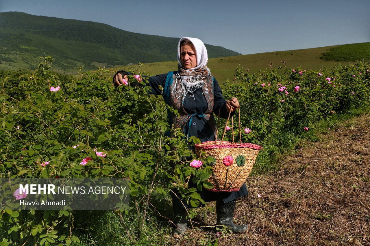 از برداشت گل محمدی تا گلاب گیری در دودانگه