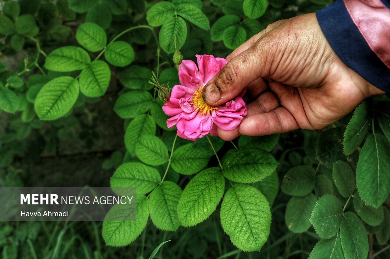 از برداشت گل محمدی تا گلاب گیری در دودانگه