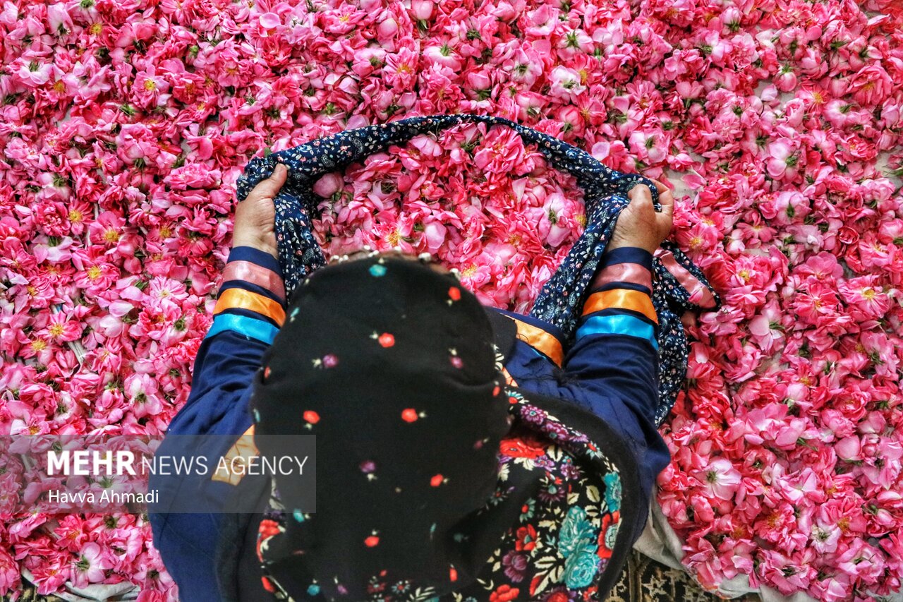 از برداشت گل محمدی تا گلاب گیری در دودانگه