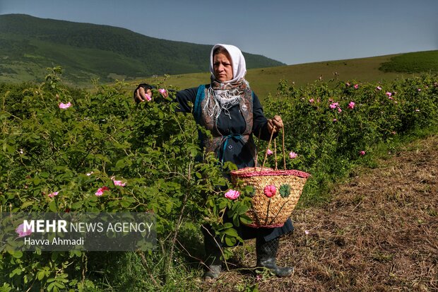 از برداشت گل محمدی تا گلاب گیری در دودانگه